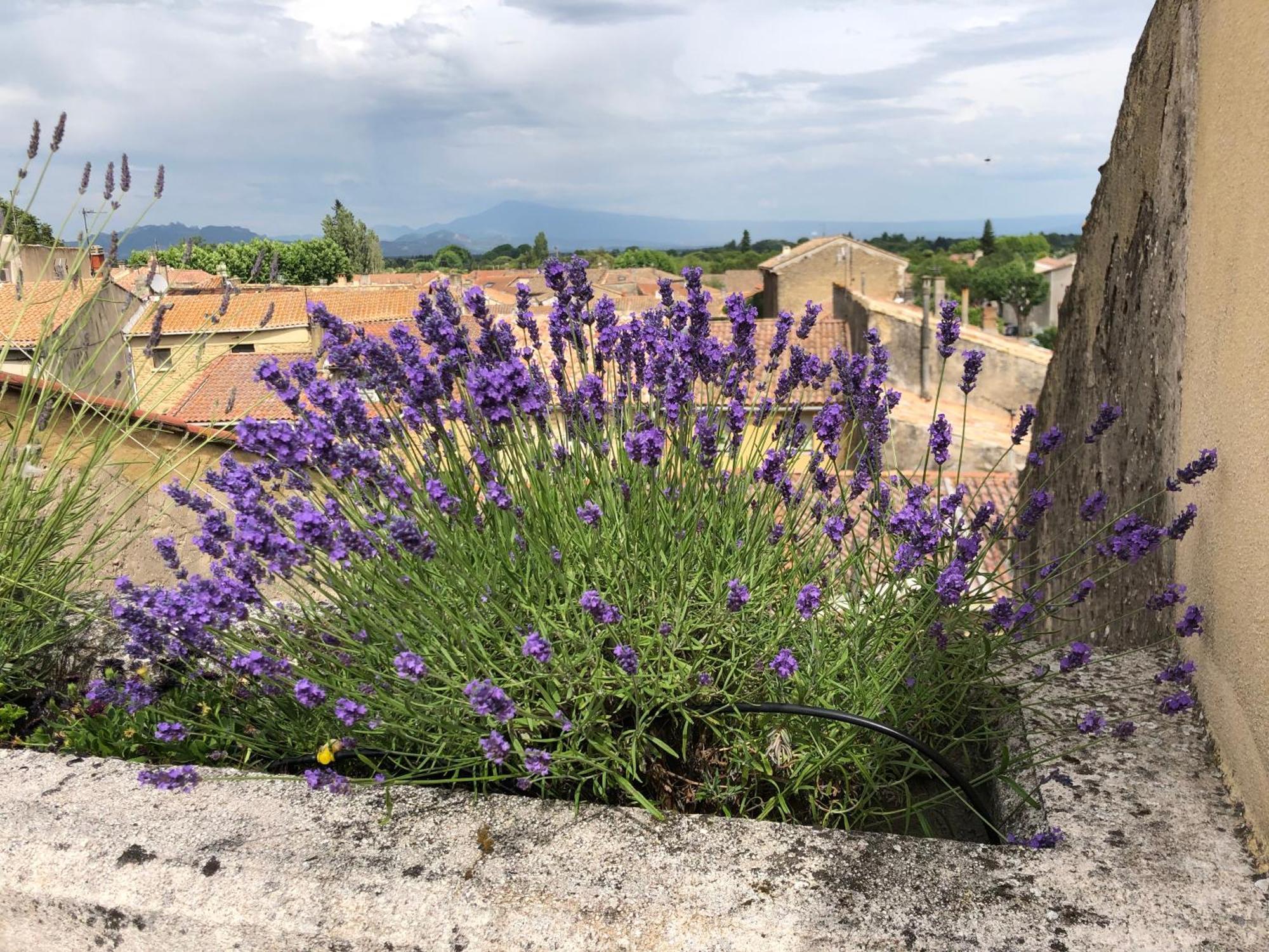 فندق Entre Vignes Et Dentelles Courthézon المظهر الخارجي الصورة
